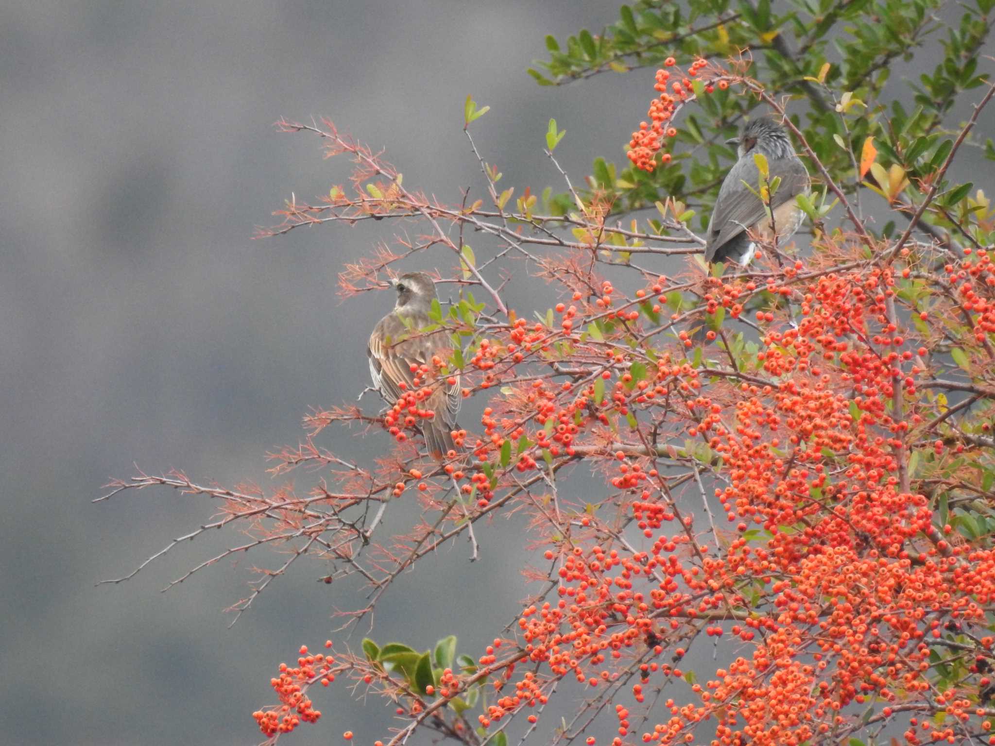 Dusky Thrush