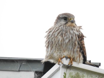 Tue, 12/31/2019 Birding report at 川村塚