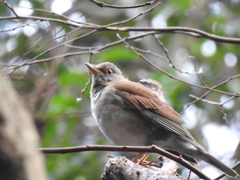 Pale Thrush 切幡寺 Tue, 12/31/2019