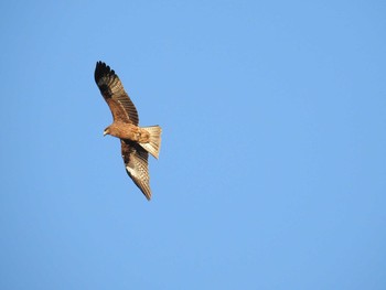 Black Kite 切幡寺 Tue, 12/31/2019