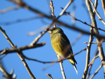 Grey-capped Greenfinch 太龍寺 Wed, 1/1/2020