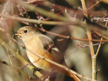 Daurian Redstart 太龍寺 Wed, 1/1/2020