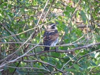 Dusky Thrush 太龍寺 Wed, 1/1/2020