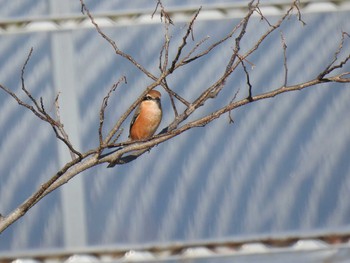 Wed, 1/1/2020 Birding report at 平等寺　桑野川