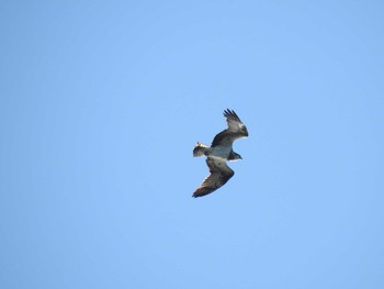 2020年1月1日(水) 最御崎寺の野鳥観察記録