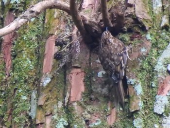 Fri, 1/3/2020 Birding report at 岩屋寺