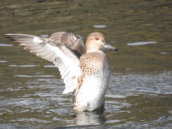 Eurasian Teal 四国　繁多寺 Fri, 1/3/2020