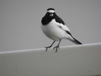 Japanese Wagtail 駿河湾沼津サービスエリア Sat, 1/4/2020