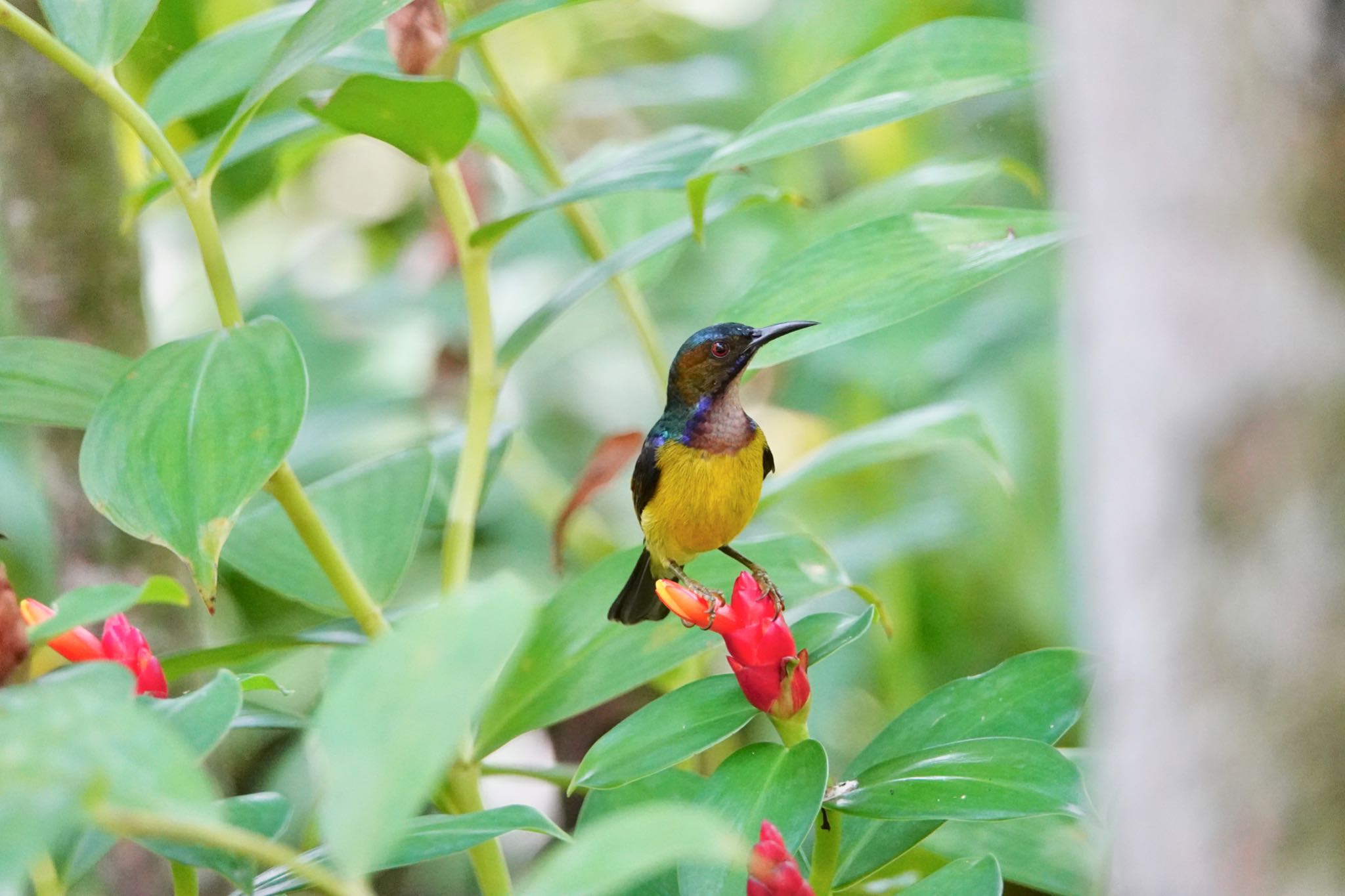 Photo of Brown-throated Sunbird at Gardens by the Bay (Singapore) by のどか