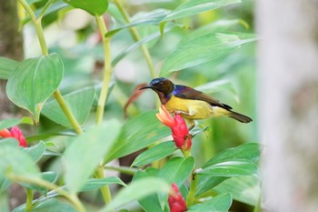 Brown-throated Sunbird Gardens by the Bay (Singapore) Sun, 12/1/2019