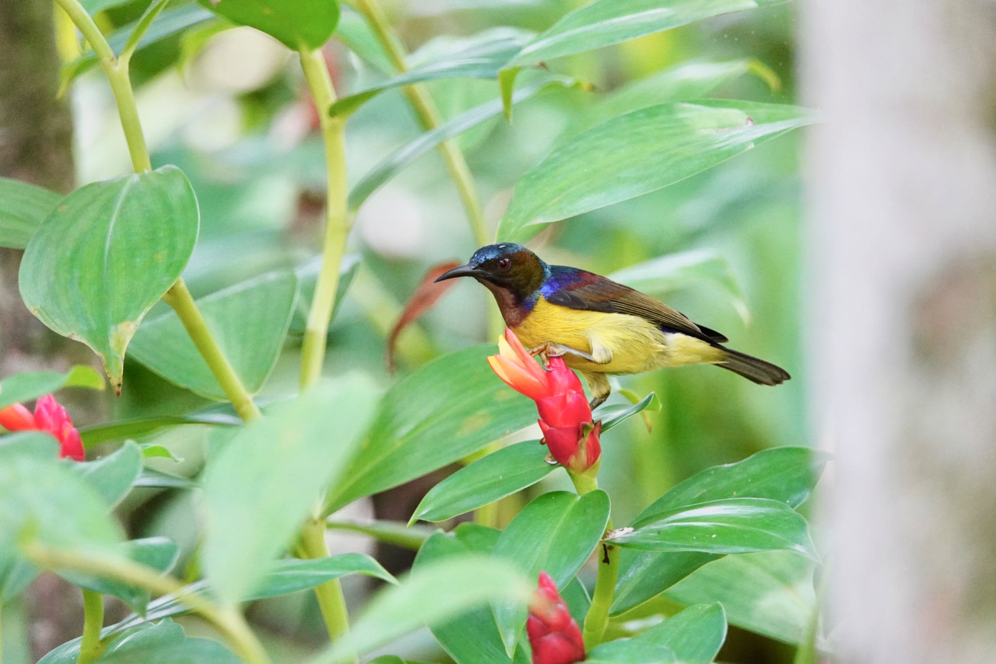 Photo of Brown-throated Sunbird at Gardens by the Bay (Singapore) by のどか