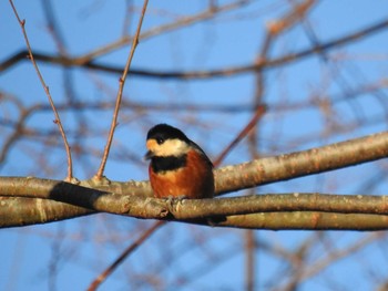 Varied Tit 足柄サービスエリア Sun, 1/5/2020