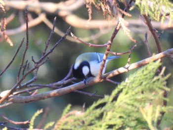 Japanese Tit 足柄サービスエリア Sun, 1/5/2020