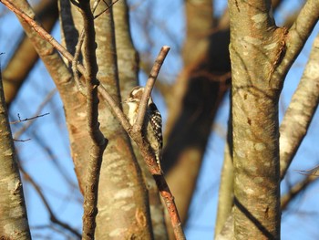 Japanese Pygmy Woodpecker 足柄サービスエリア Sun, 1/5/2020