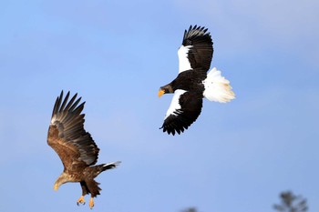 2020年1月25日(土) 風蓮湖の野鳥観察記録