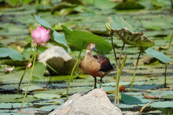 Lesser Whistling Duck Gardens by the Bay (Singapore) Sun, 12/1/2019