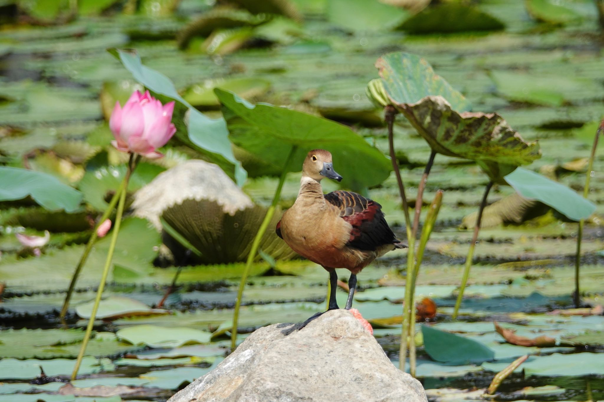 Lesser Whistling Duck