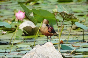 Lesser Whistling Duck Gardens by the Bay (Singapore) Sun, 12/1/2019