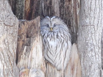 2020年1月26日(日) 北大研究林(北海道大学苫小牧研究林)の野鳥観察記録