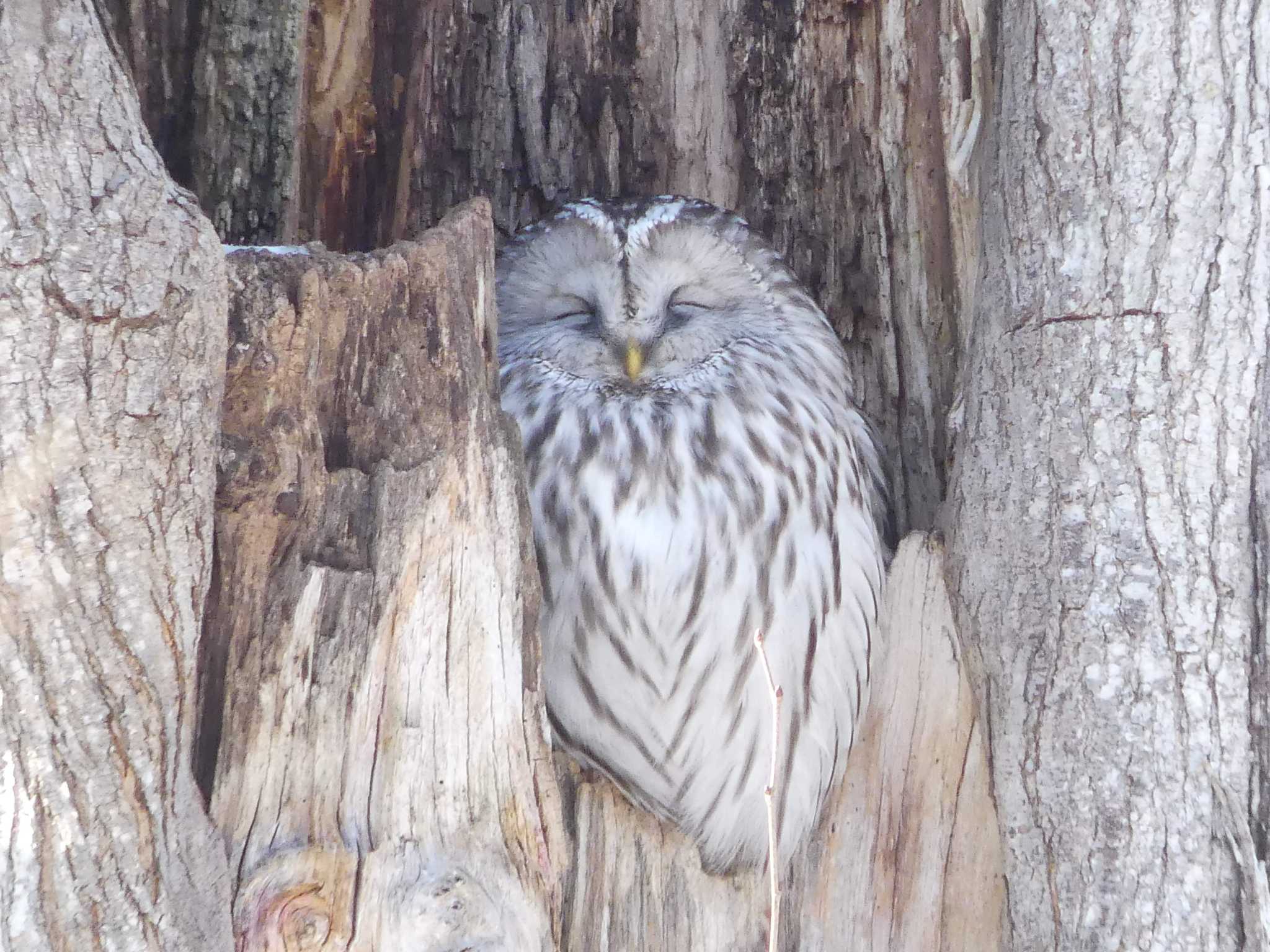 Ural Owl(japonica)