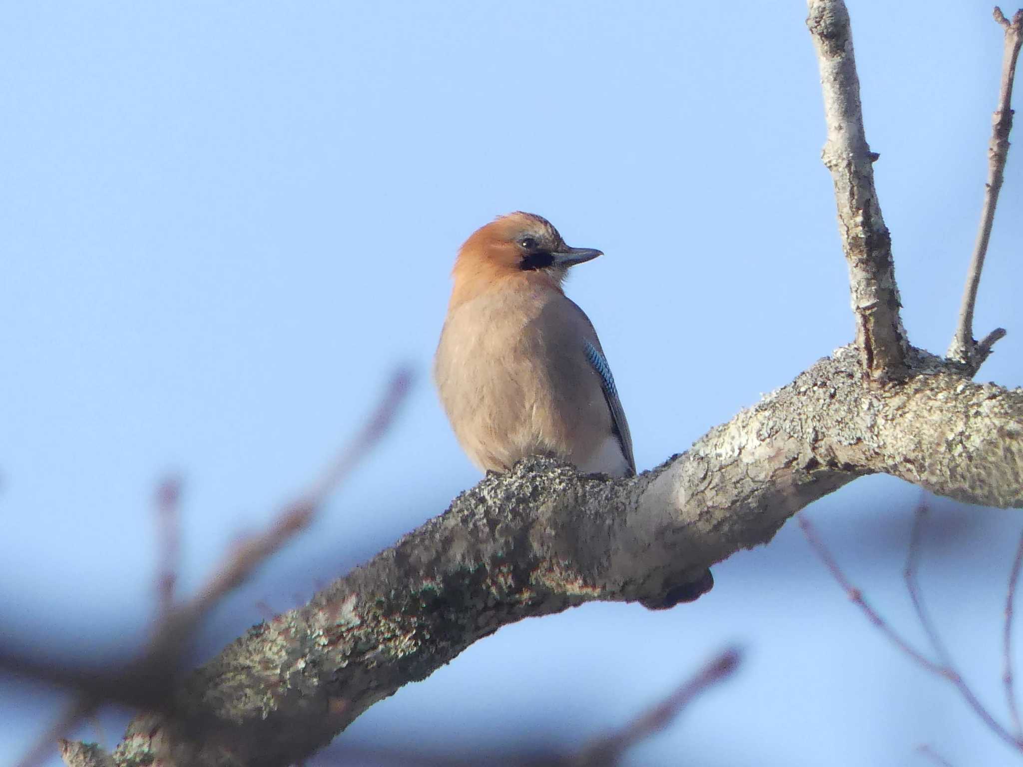 2020年1月26日(日) 北大研究林(北海道大学苫小牧研究林)の野鳥観察記録