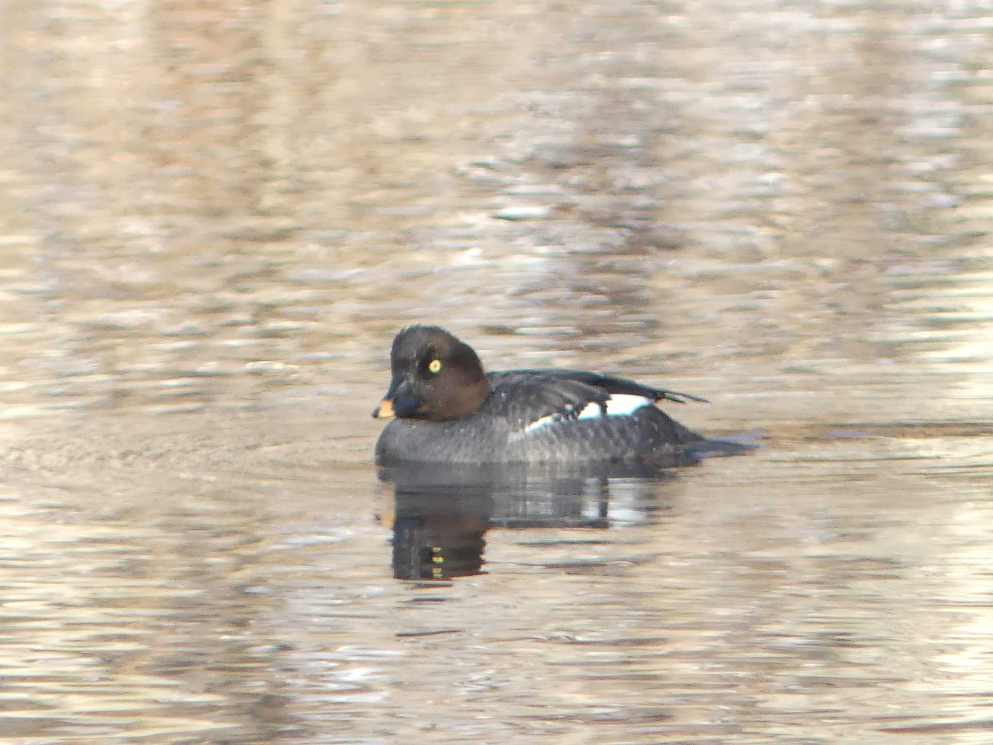 Common Goldeneye