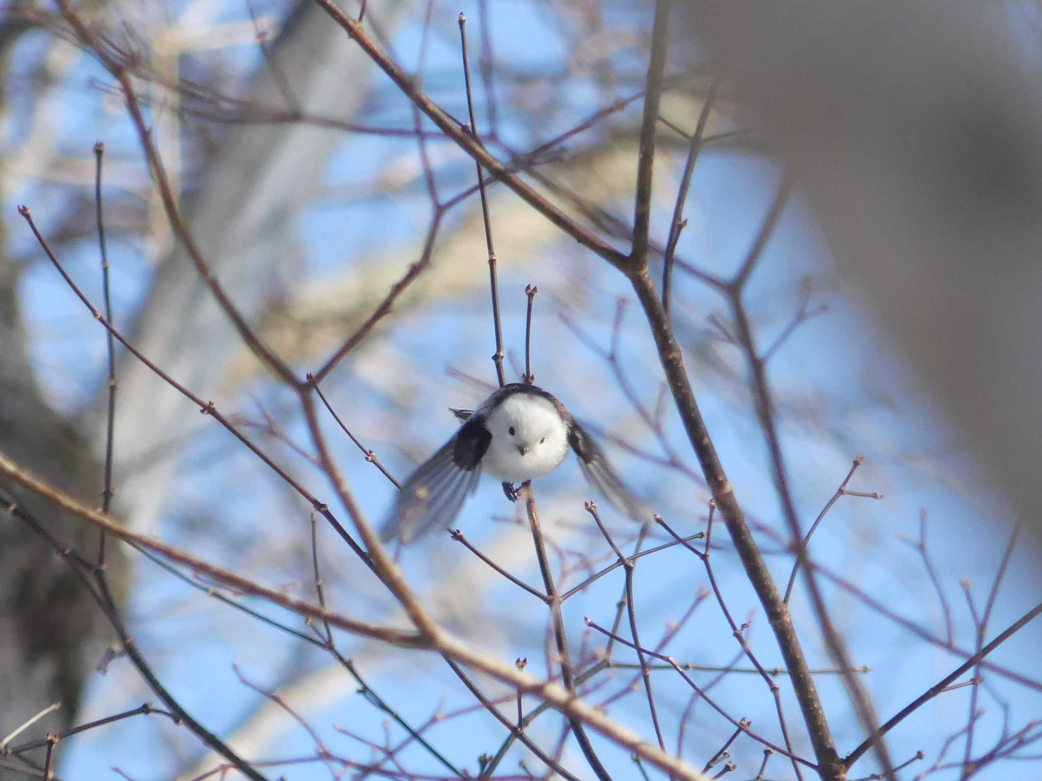 Long-tailed tit(japonicus)