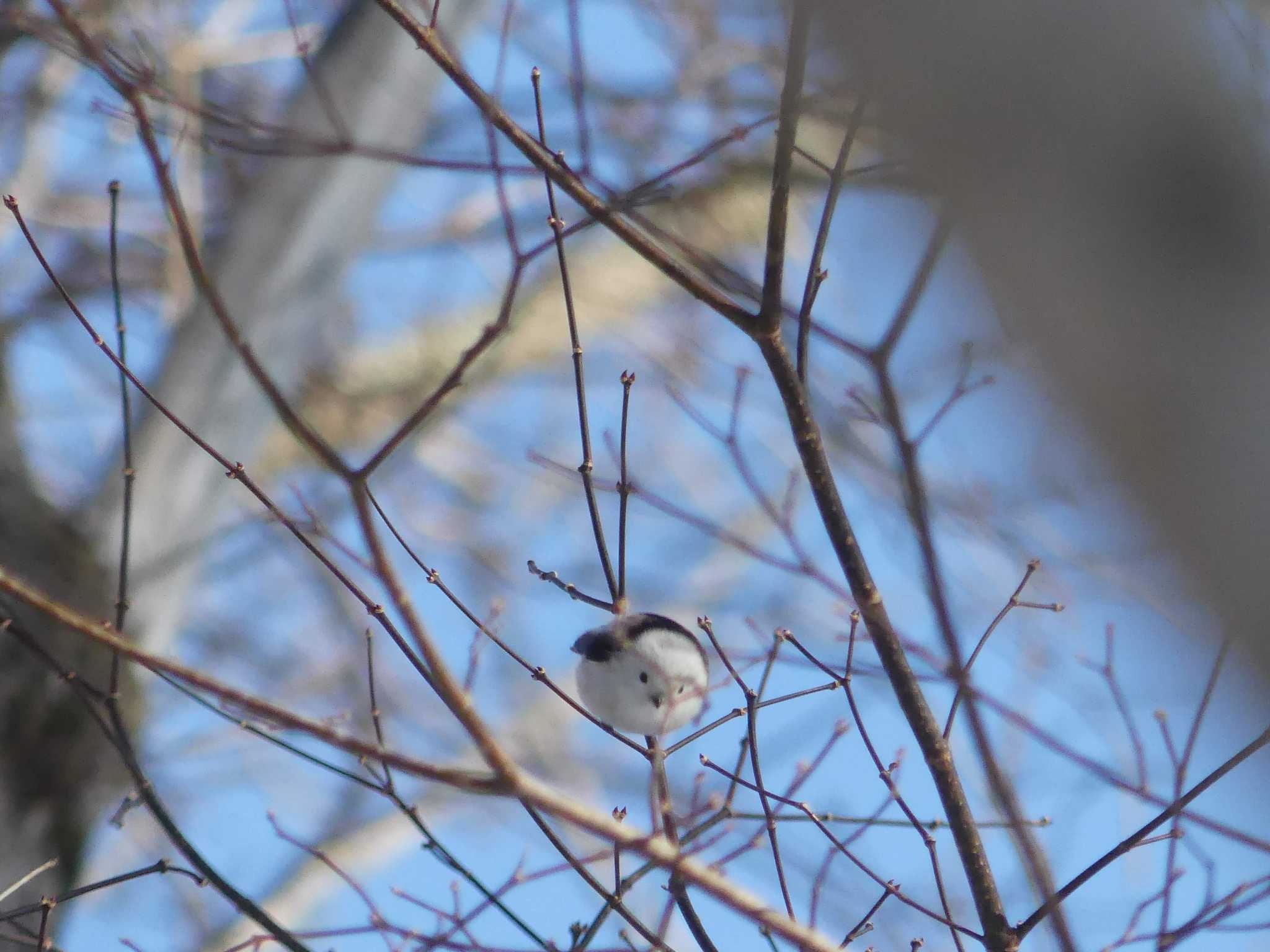 Long-tailed tit(japonicus)