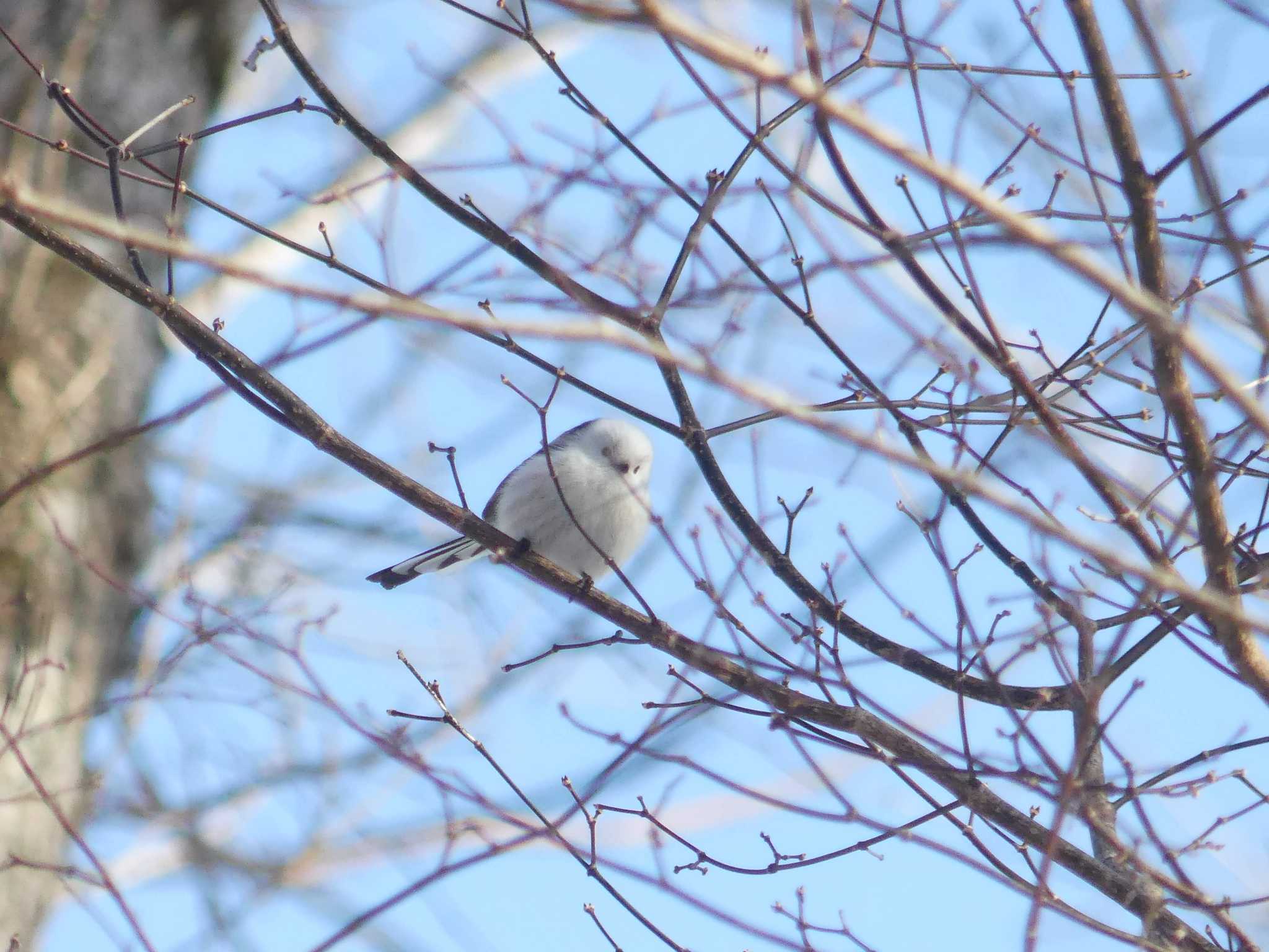 Long-tailed tit(japonicus)