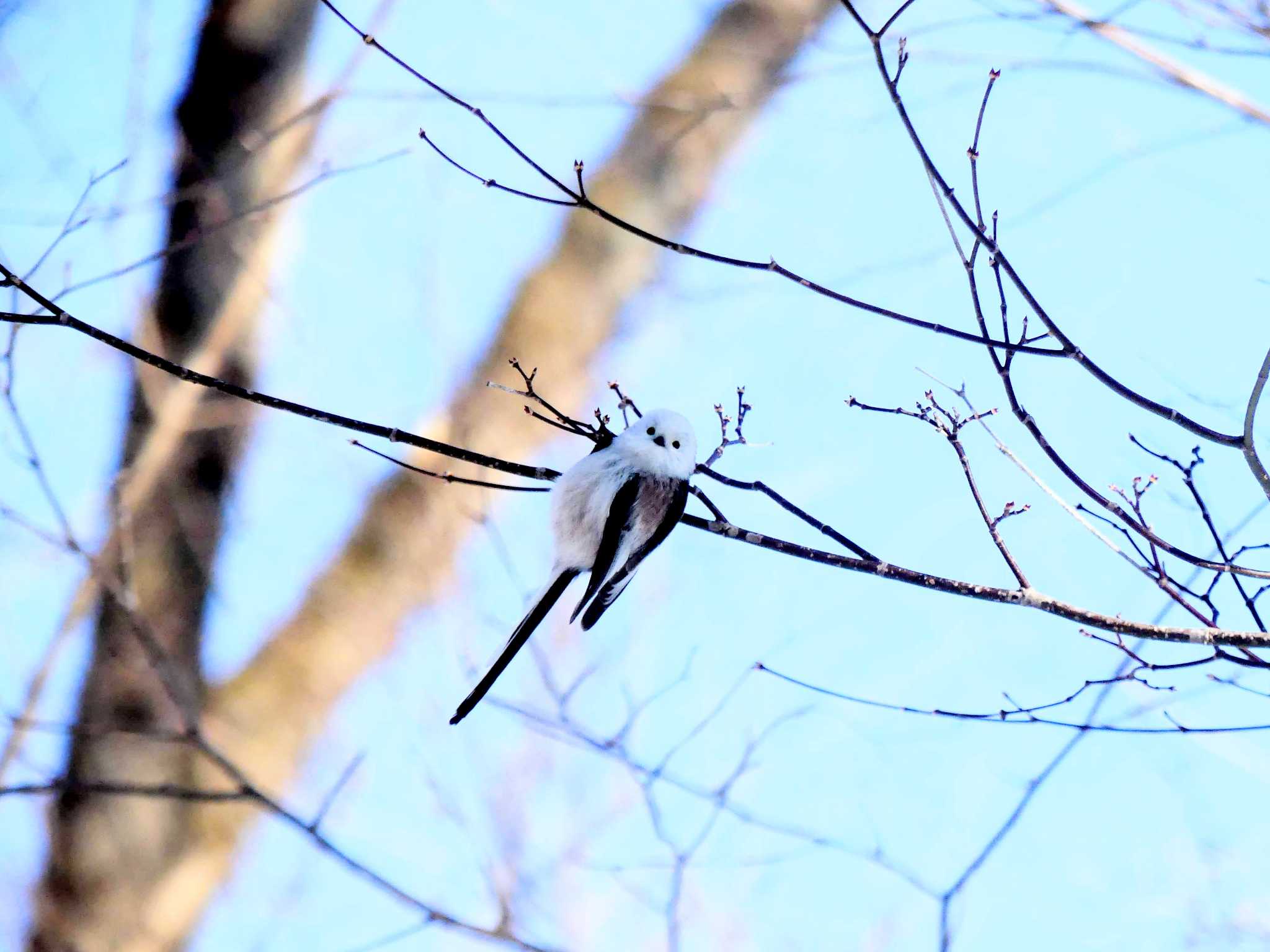 Long-tailed tit(japonicus)