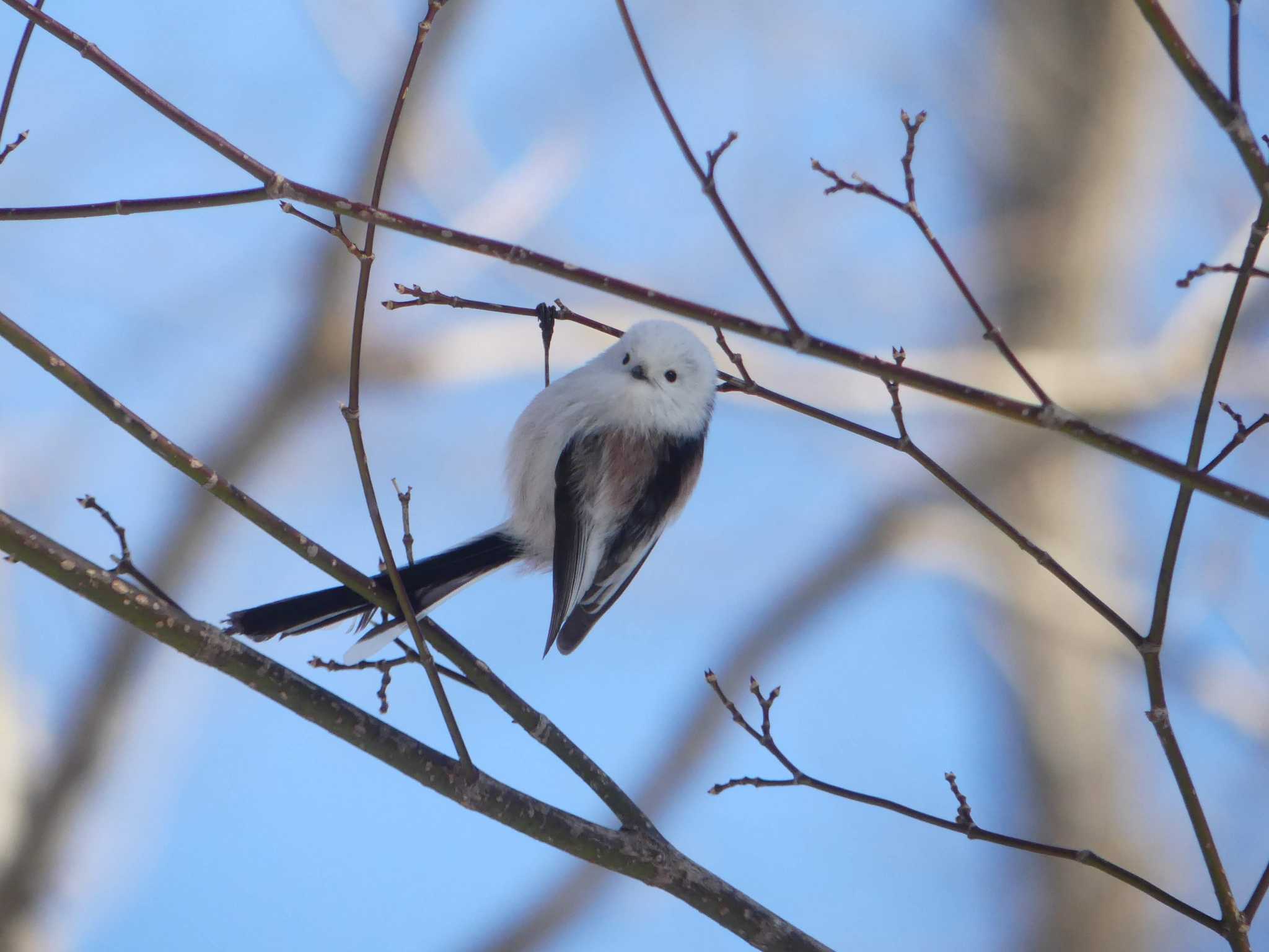 Long-tailed tit(japonicus)