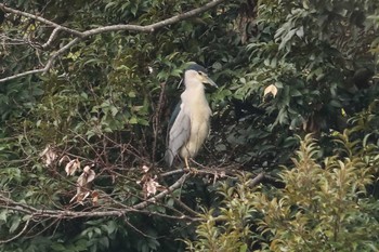 2020年1月27日(月) 三ツ池公園(横浜市鶴見区)の野鳥観察記録