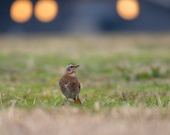 Naumann's Thrush 東京都 Mon, 1/27/2020