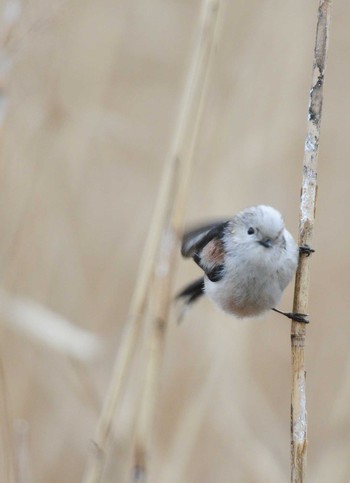 Long-tailed Tit 東京都水元公園 Mon, 1/27/2020