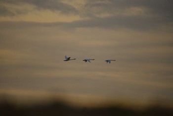 コブハクチョウ 千葉県 2020年1月25日(土)