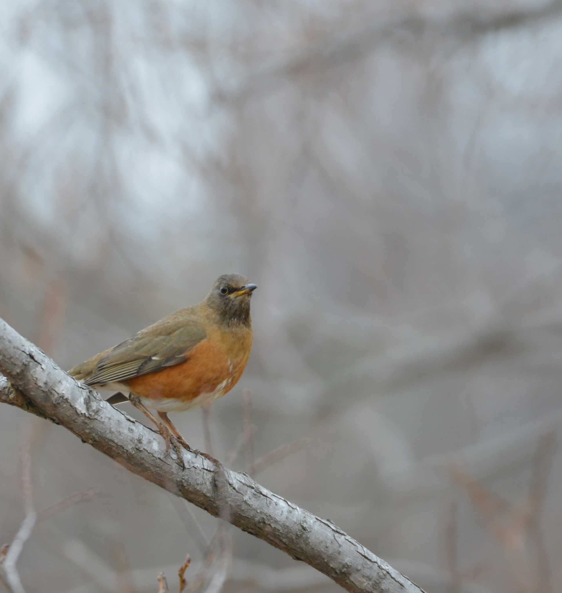 Photo of Brown-headed Thrush at Mizumoto Park by Johnny cool