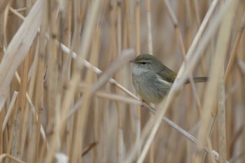 Japanese Bush Warbler Mizumoto Park Mon, 1/27/2020