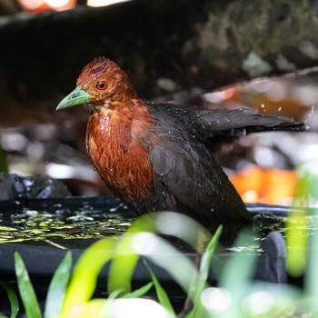 Red-necked Crake Kingfisher Park Lodge Sun, 1/5/2020