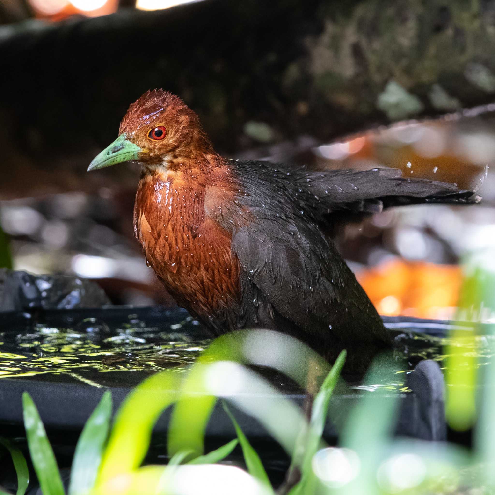 Red-necked Crake