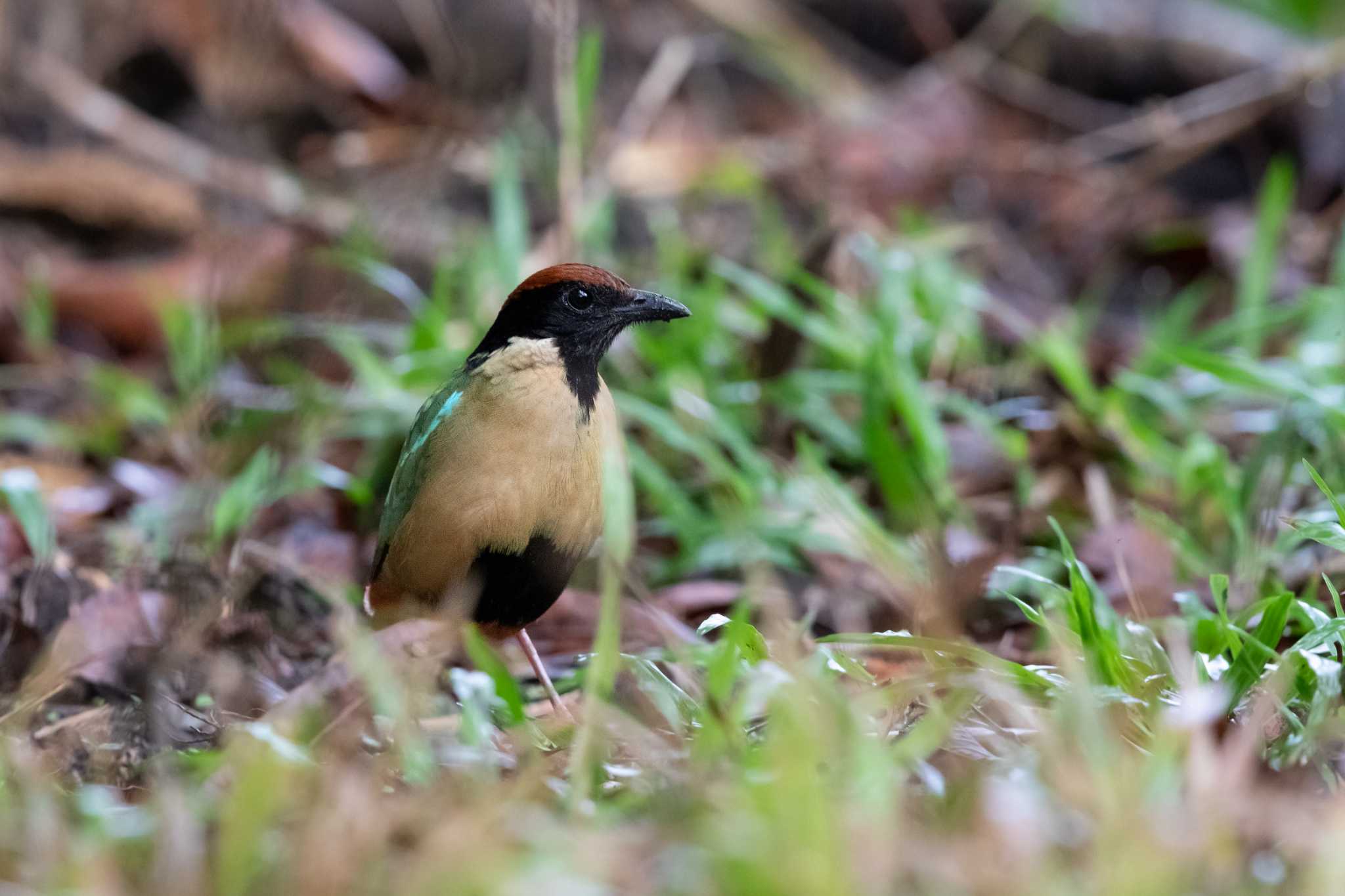 Noisy Pitta