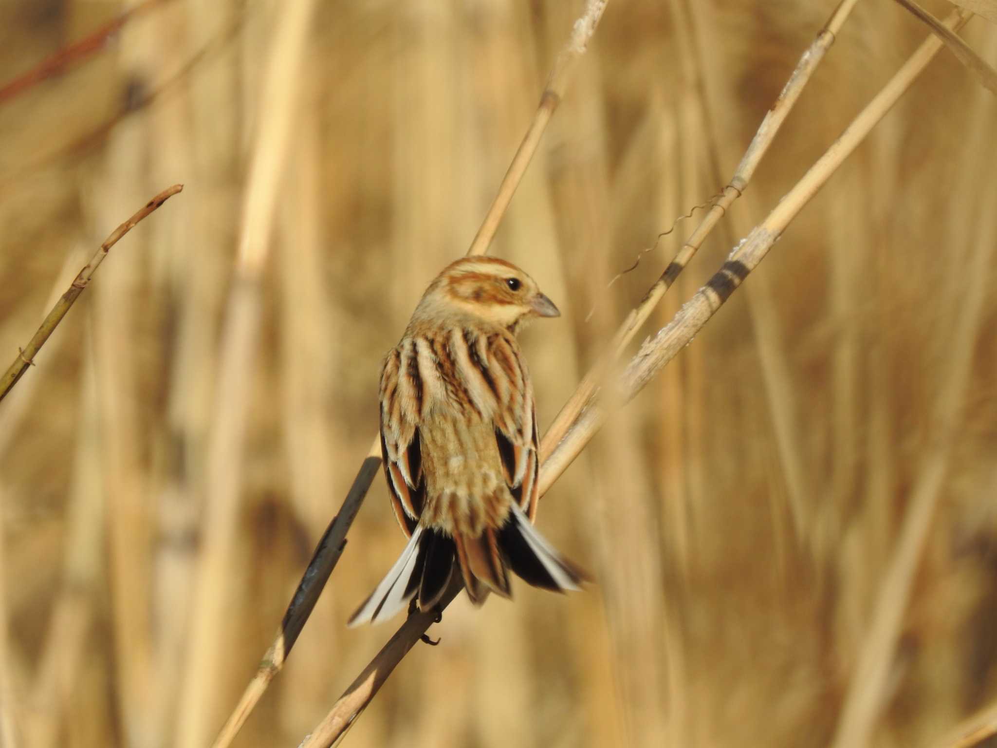 Common Reed Bunting