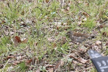 Pale Thrush 神戸市北区 Sun, 1/26/2020