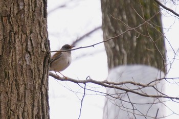 Pale Thrush 神戸市北区 Sun, 1/26/2020