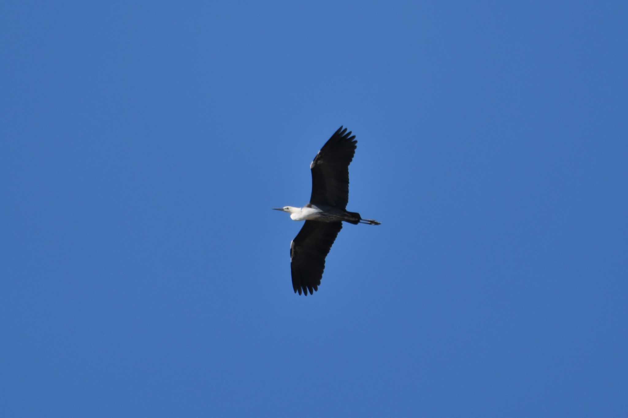 White-necked Heron