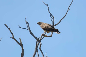 Whistling Kite Lake Field National Park Mon, 10/14/2019