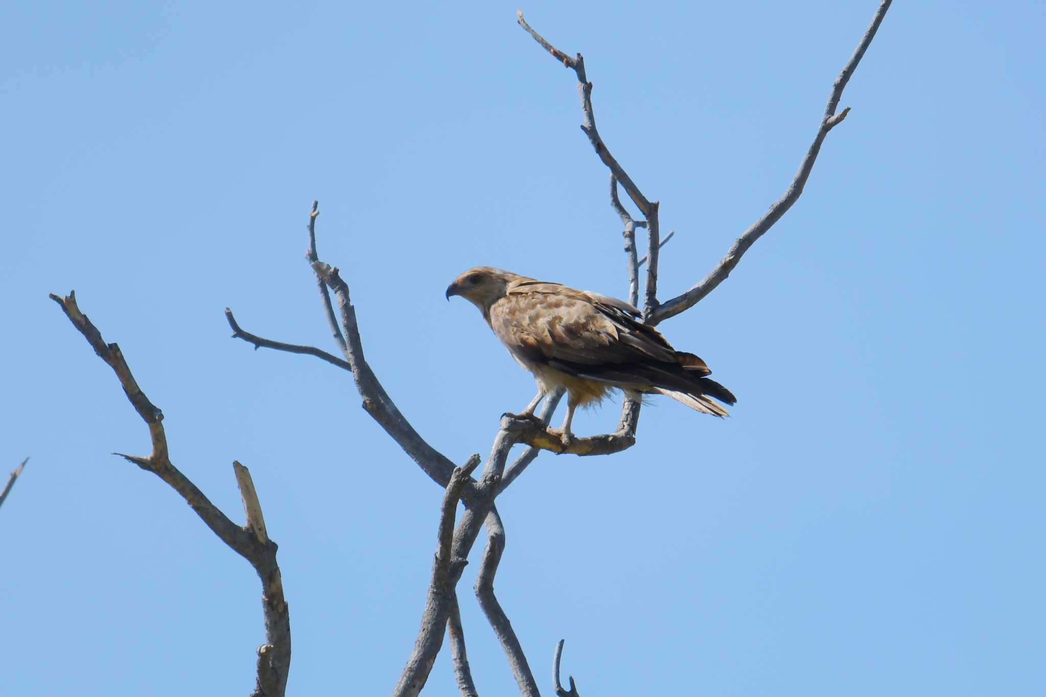 Whistling Kite