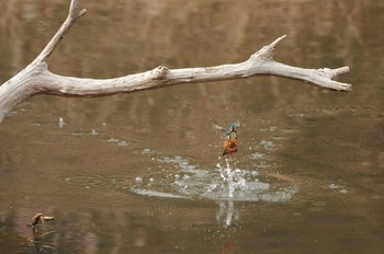 Common Kingfisher 四季の森公園 Sun, 3/11/2012