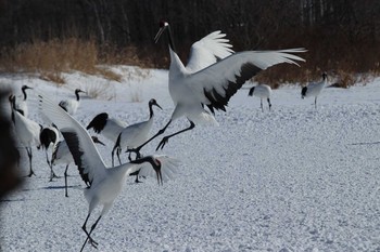 Red-crowned Crane Tsurumidai Mon, 2/11/2019