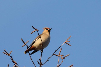 Mon, 1/27/2020 Birding report at 北海道 函館市 東山