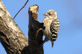 Japanese Pygmy Woodpecker(seebohmi) 北海道 函館市 東山 Mon, 1/27/2020